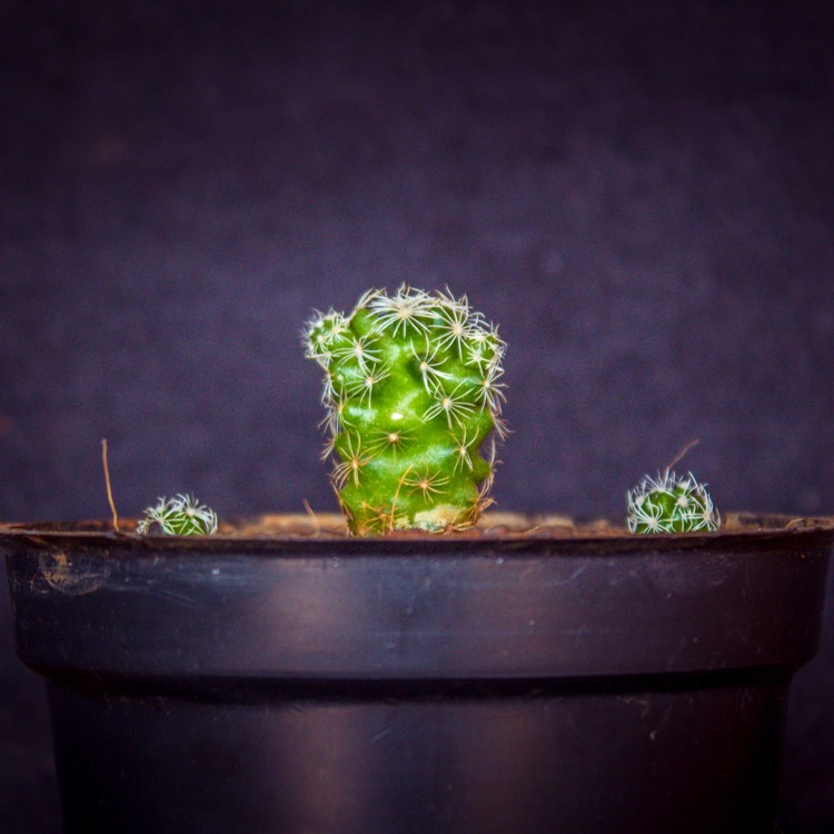 Plant image Mammillaria elongata 'Pink Nymph'
