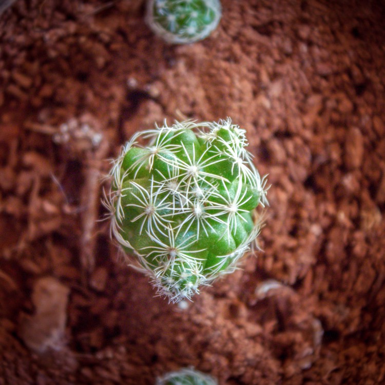 plant image 636965
