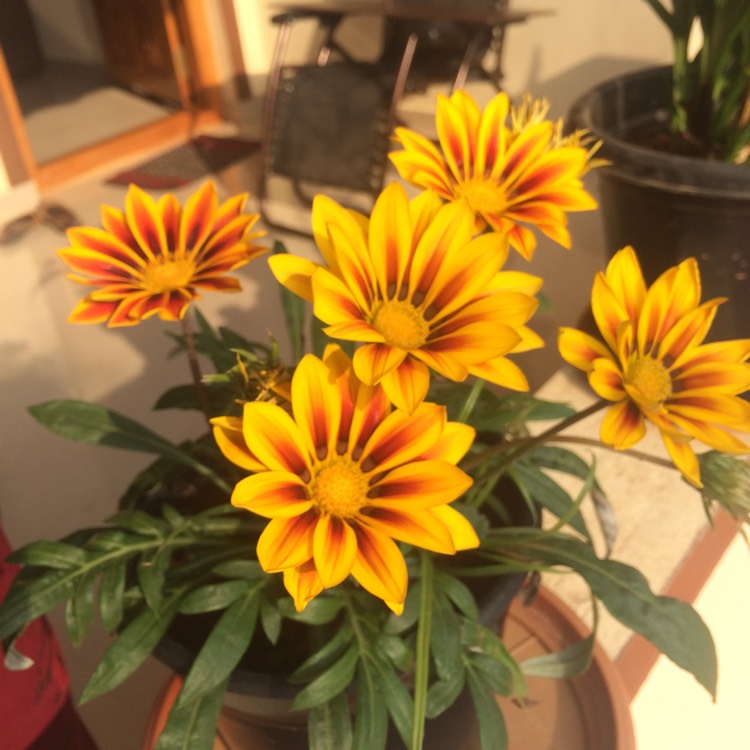 Plant image Gazania 'Daybreak Red Striped'
