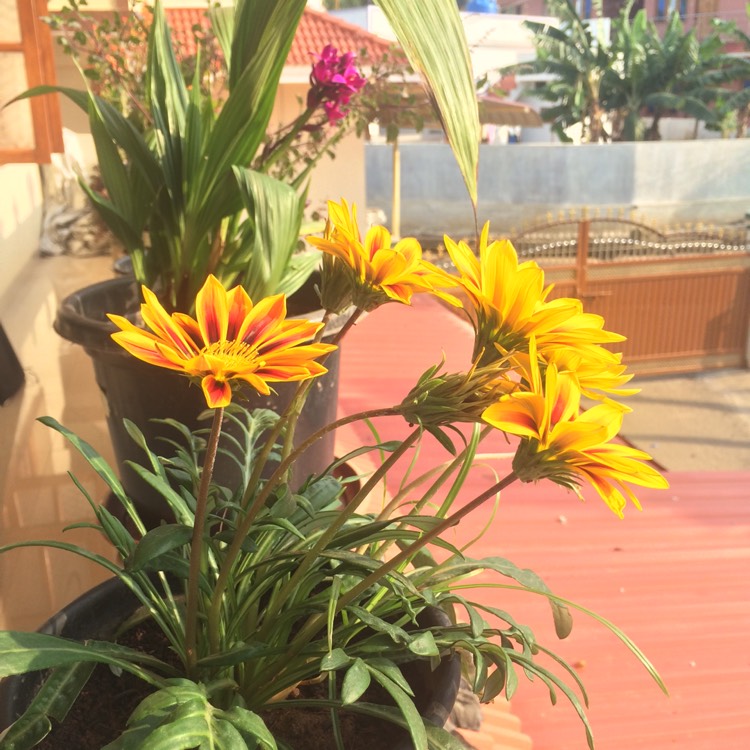 Plant image Gazania 'Daybreak Red Striped'
