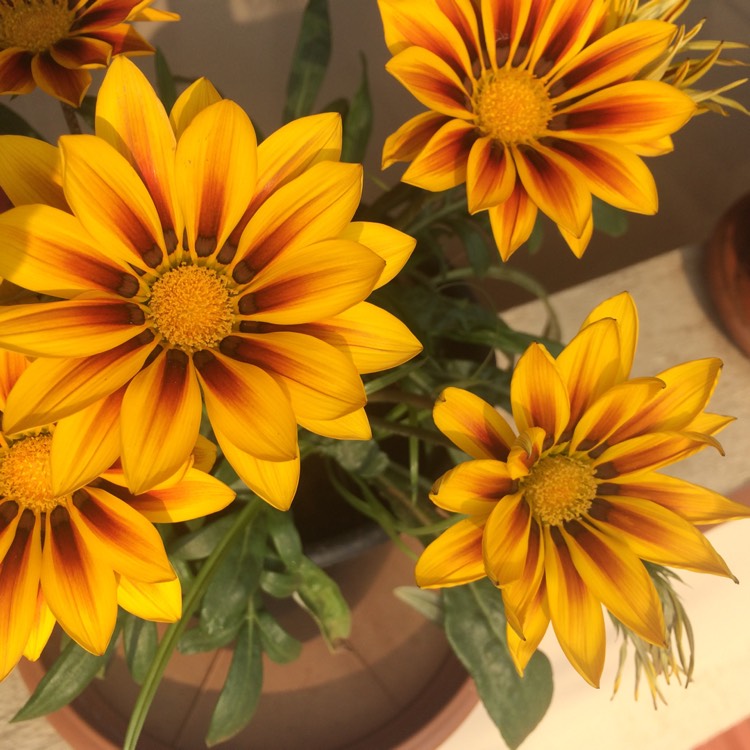 Plant image Gazania 'Daybreak Red Striped'
