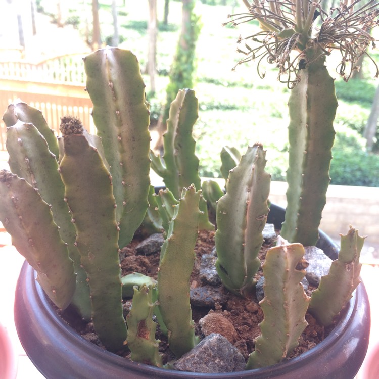 Plant image Caralluma sprengeri syn. Orbea sprengeri