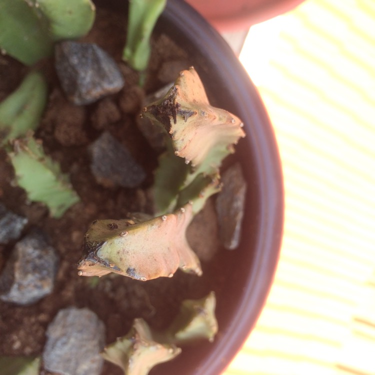 Plant image Caralluma sprengeri syn. Orbea sprengeri