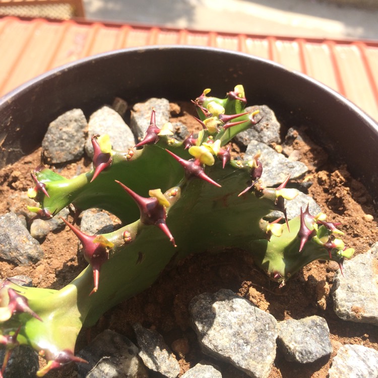 plant image 653790