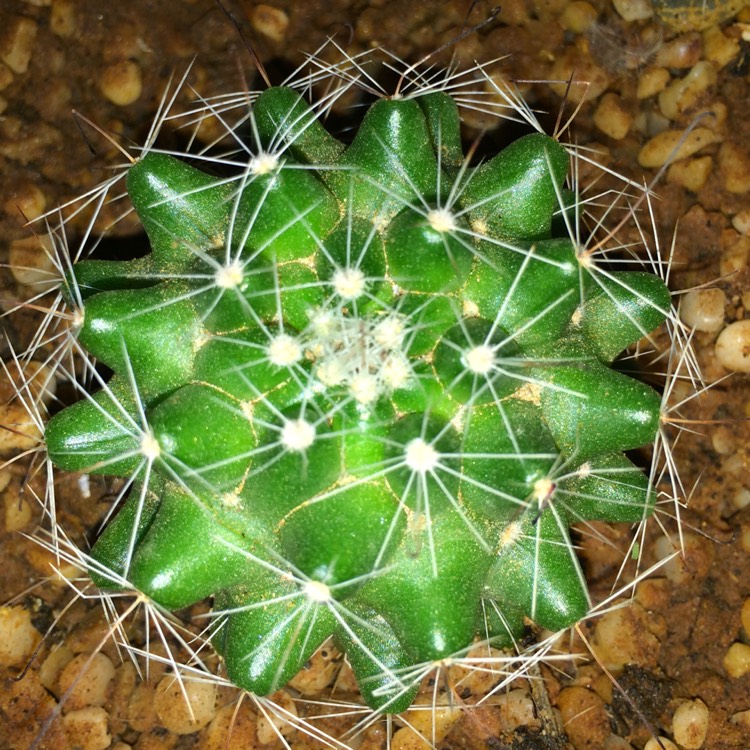 Plant image Mammillaria zeilmanniana