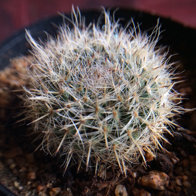 Plant image Mammillaria albilanata