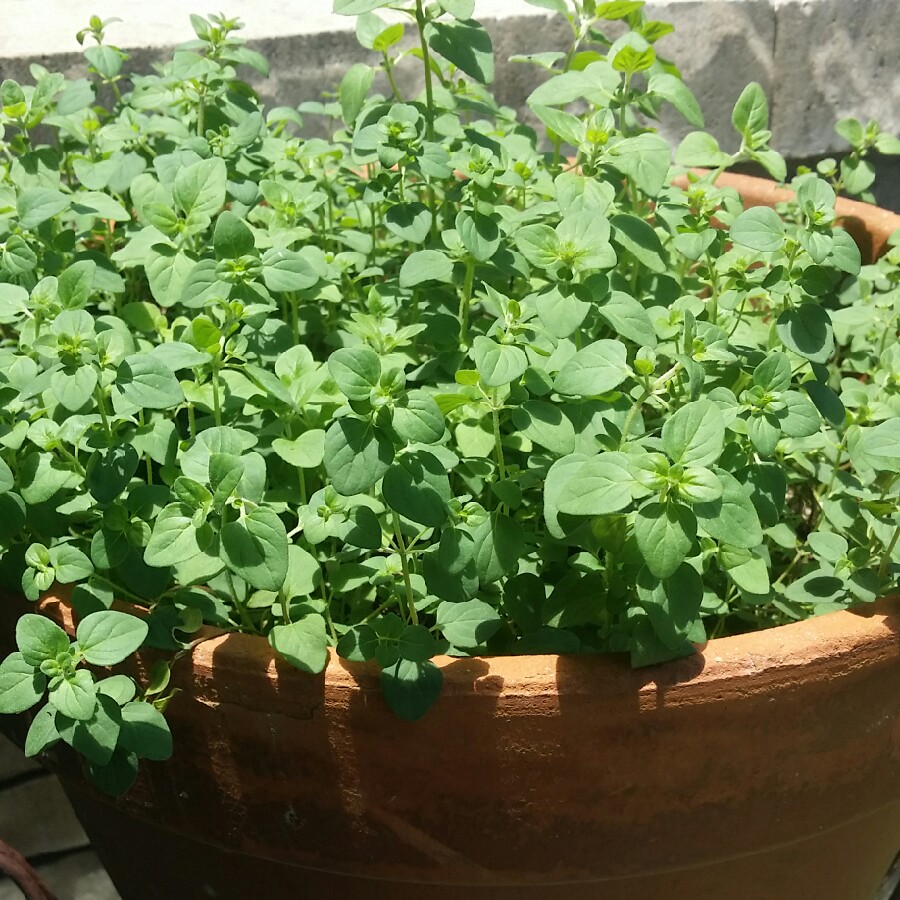 Plant image Origanum Laevigatum 'Rosenkuppel'