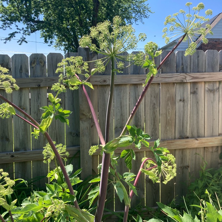 Plant image Angelica archangelica; syn Angelica officinalis