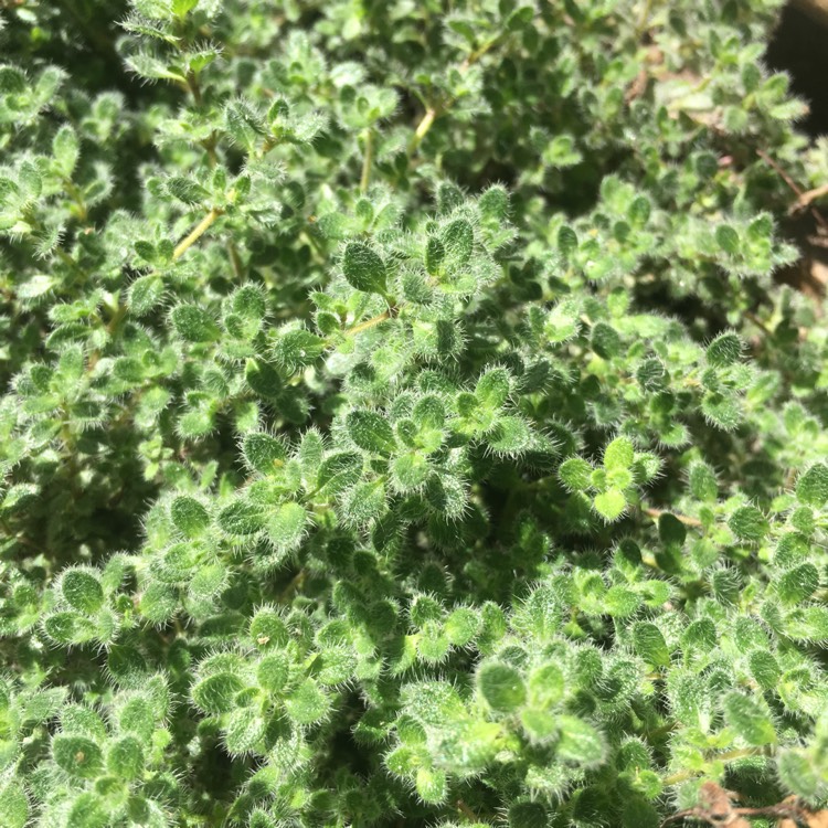 Plant image Thymus Pseudolanuginosus