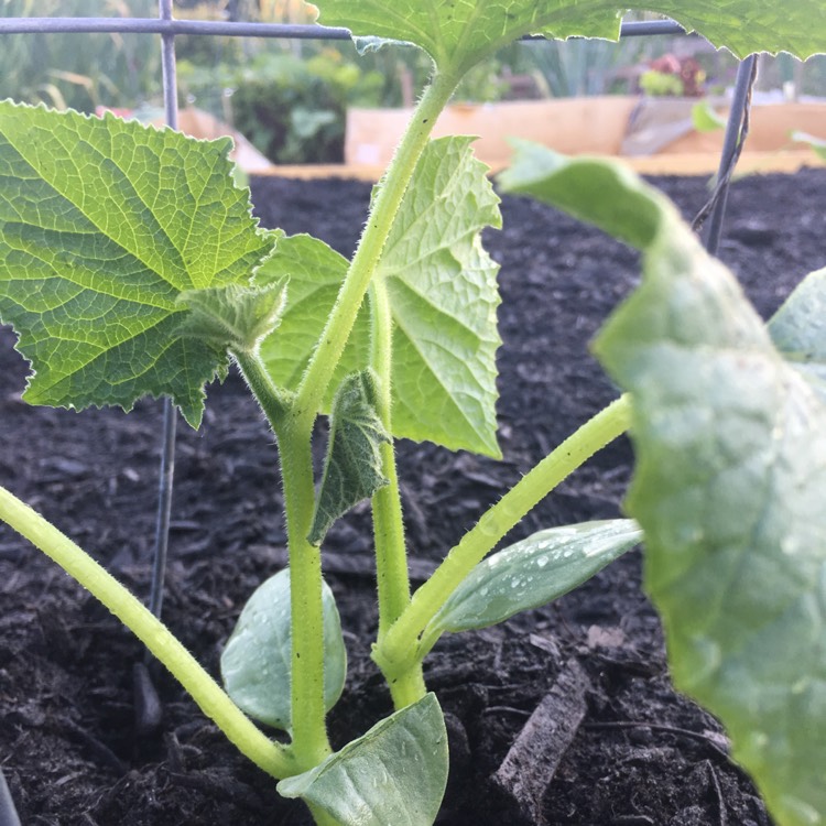 Plant image Cucumis sativus 'Boston Pickling'