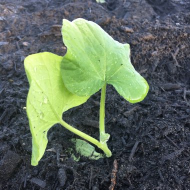 Butternut Squash