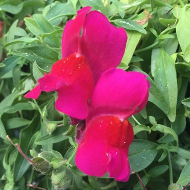 Summer Snapdragon