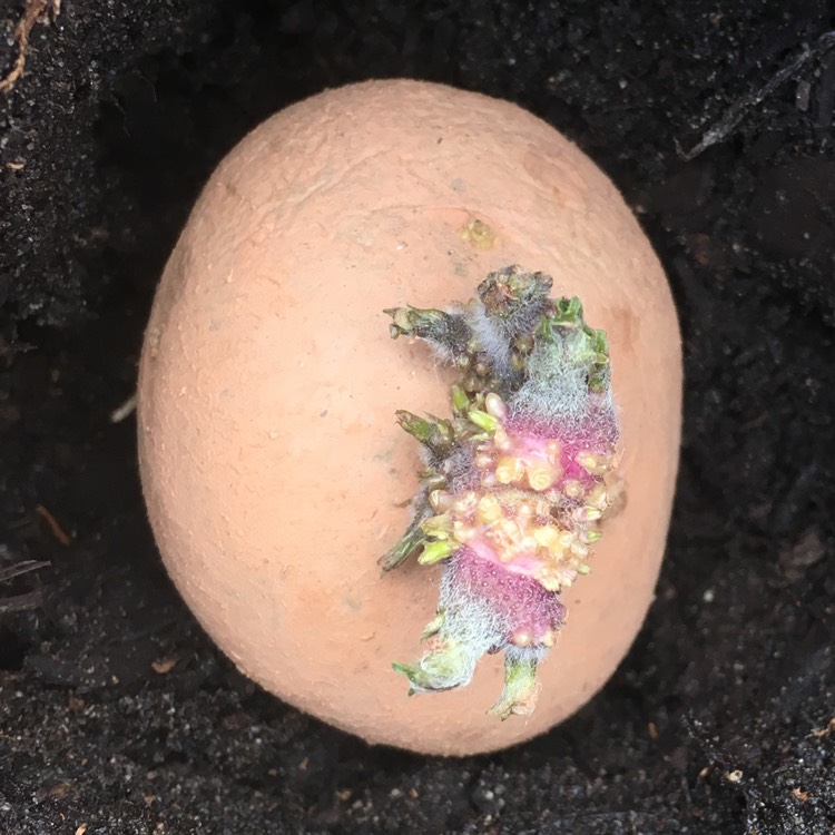 plant image 733740