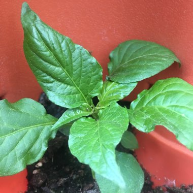 Chilli Pepper 'Bhut Jolokia'