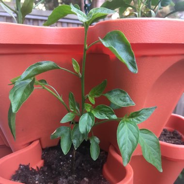 Chilli Pepper
