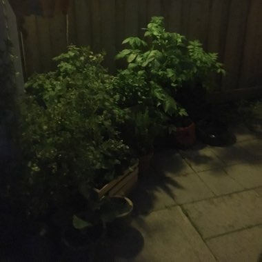 Trevor's garden