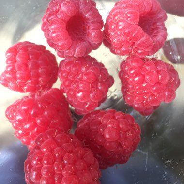 Raspberry