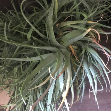 Aloe 'Blue Elf'