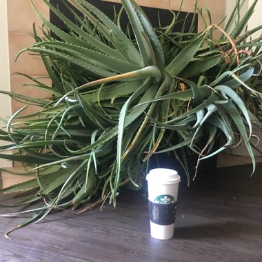 Aloe 'Blue Elf'