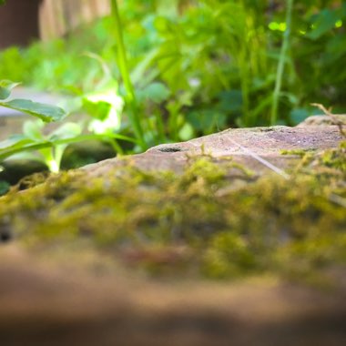 Trevor's garden