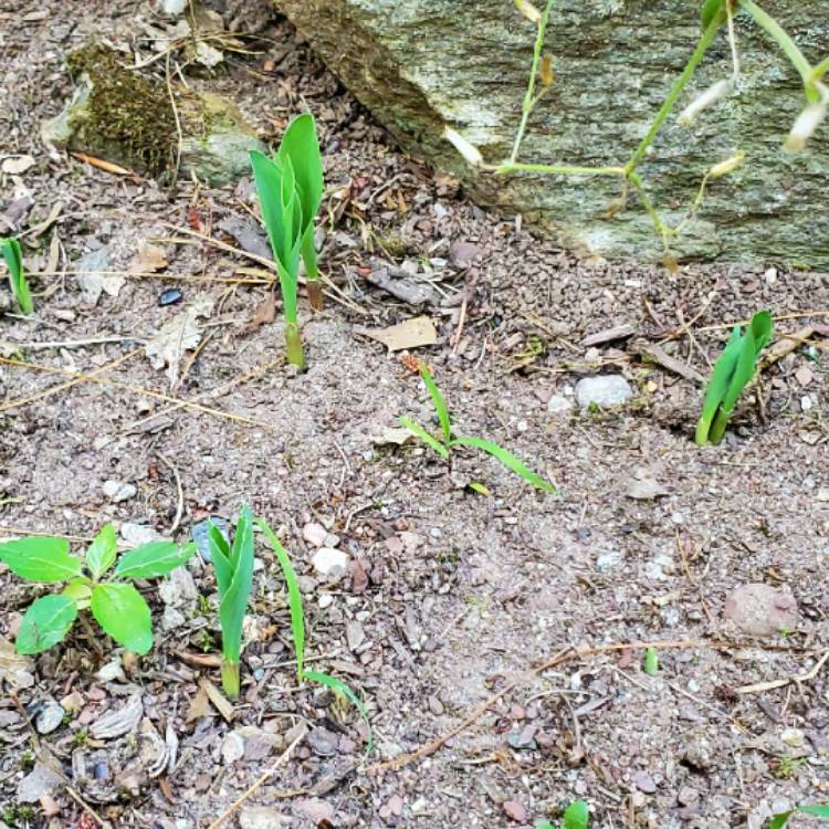 plant image 1114338