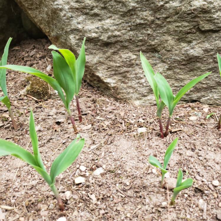 plant image 1117499