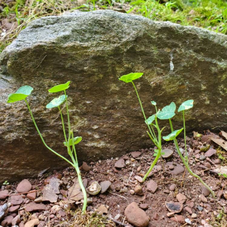 plant image 1120514