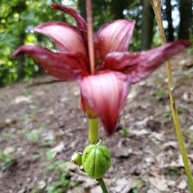 Hemerocallis