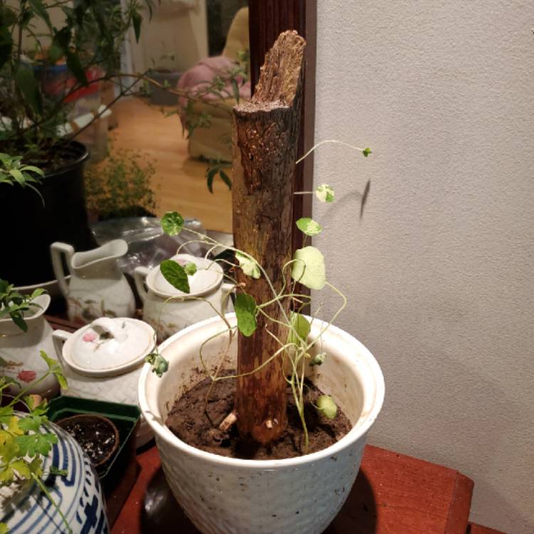 plant image 1128299