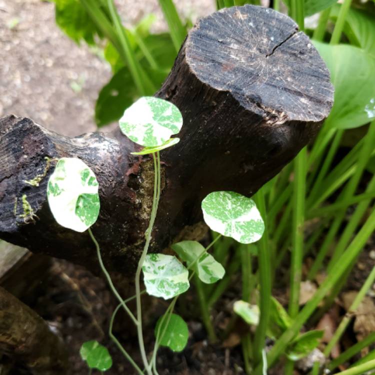 plant image 1147430