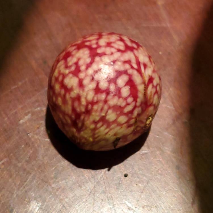 plant image 1150960