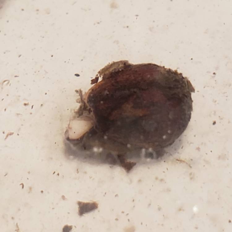 plant image 1158849