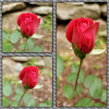 Rosa 'Radtko' syn. Rosa 'Double Knock Out'