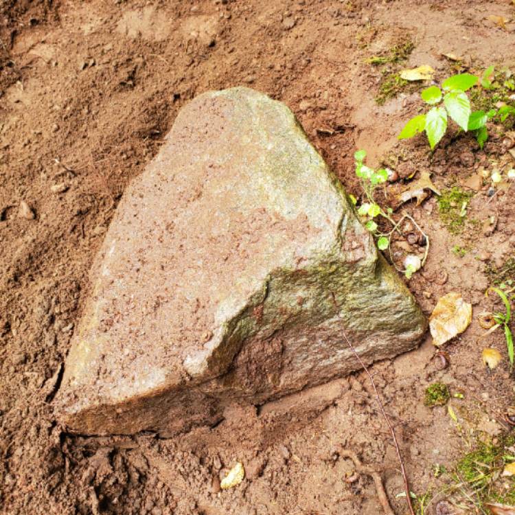 plant image 1177204