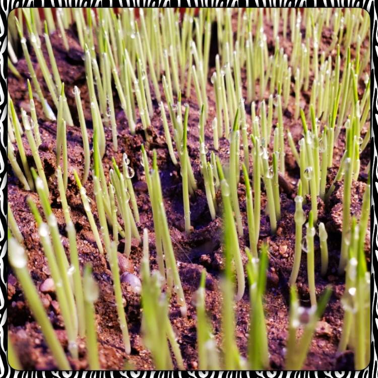 Plant image Avena Sativa