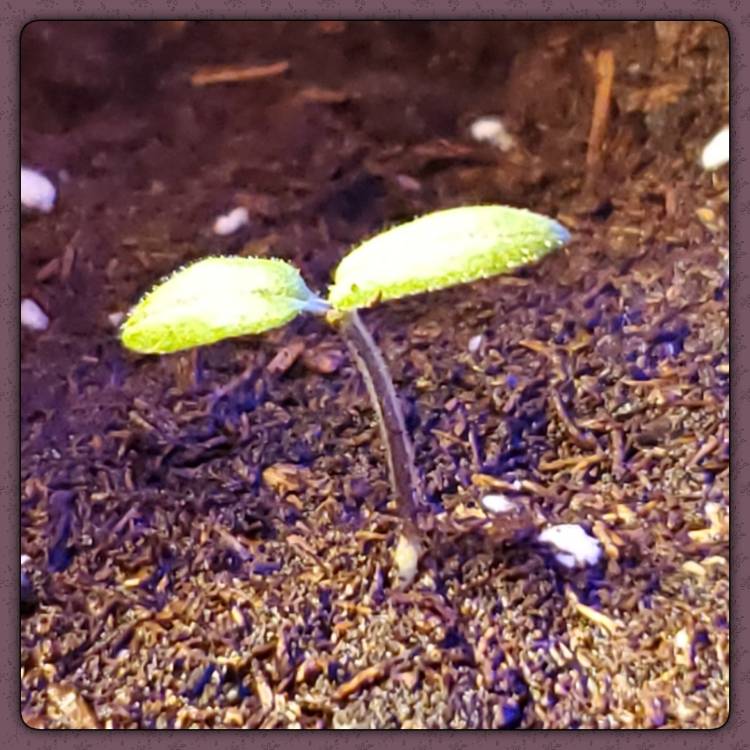 plant image 1184677