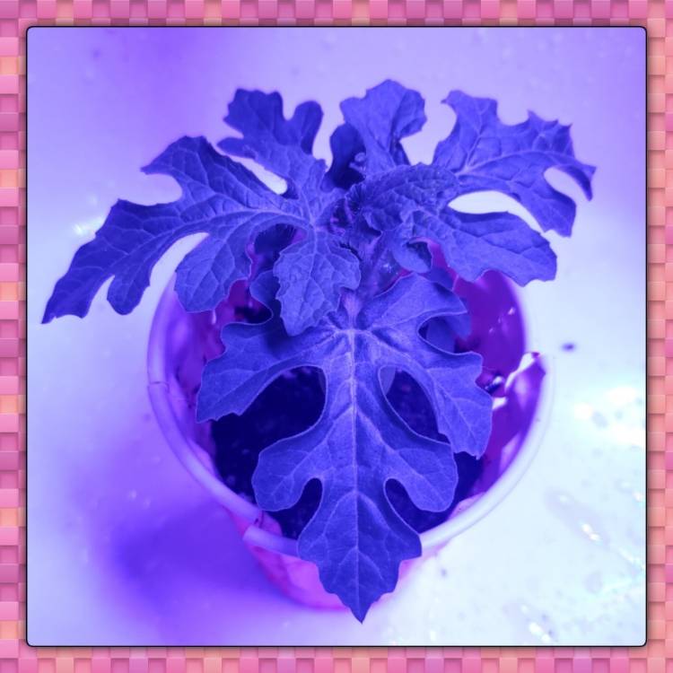 Plant image Citrullus Lanatus 'Crimson Sweet'