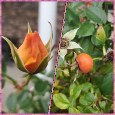 Rosa