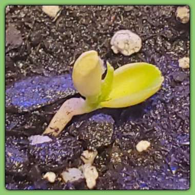 Citrus x latifolia