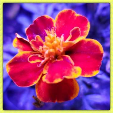 Tagetes