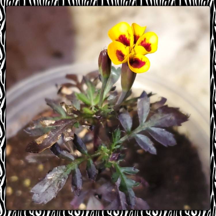 plant image 1198794 plant image 1198794