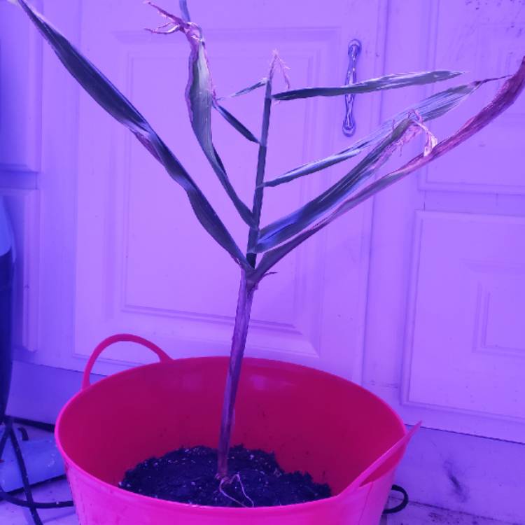 plant image 1205073