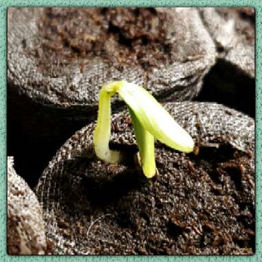 Cucumis sativus 'Straight Eight'