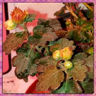Chrysanthemum 'Dazzling Stacy Orange'