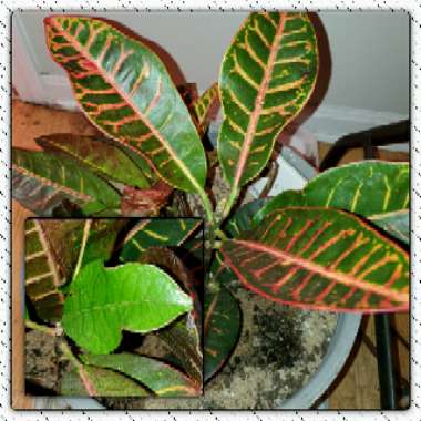 Codiaeum variegatum 'Petra'