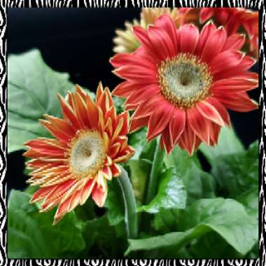 Gerbera