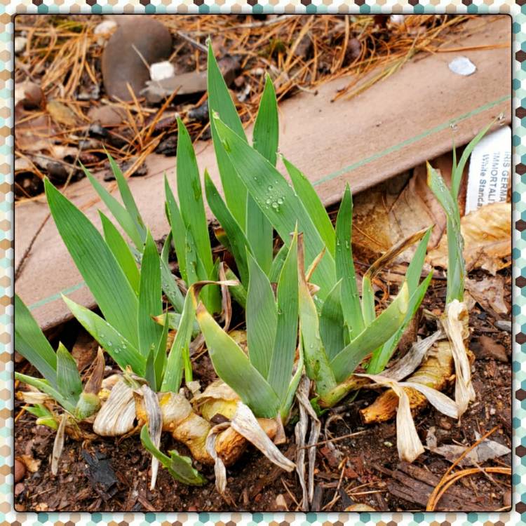 plant image 1263004 plant image 1263004