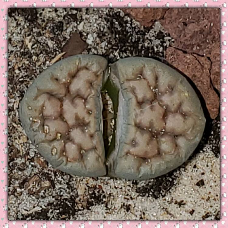 plant image 1263381