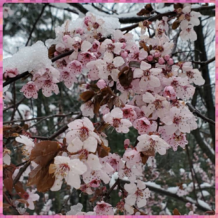 Plant image Deutzia gracilis 'Yuki Cherry Blossom'