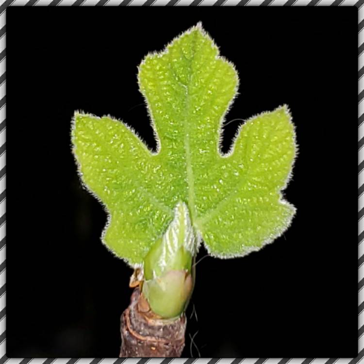plant image 1278468 plant image 1278468